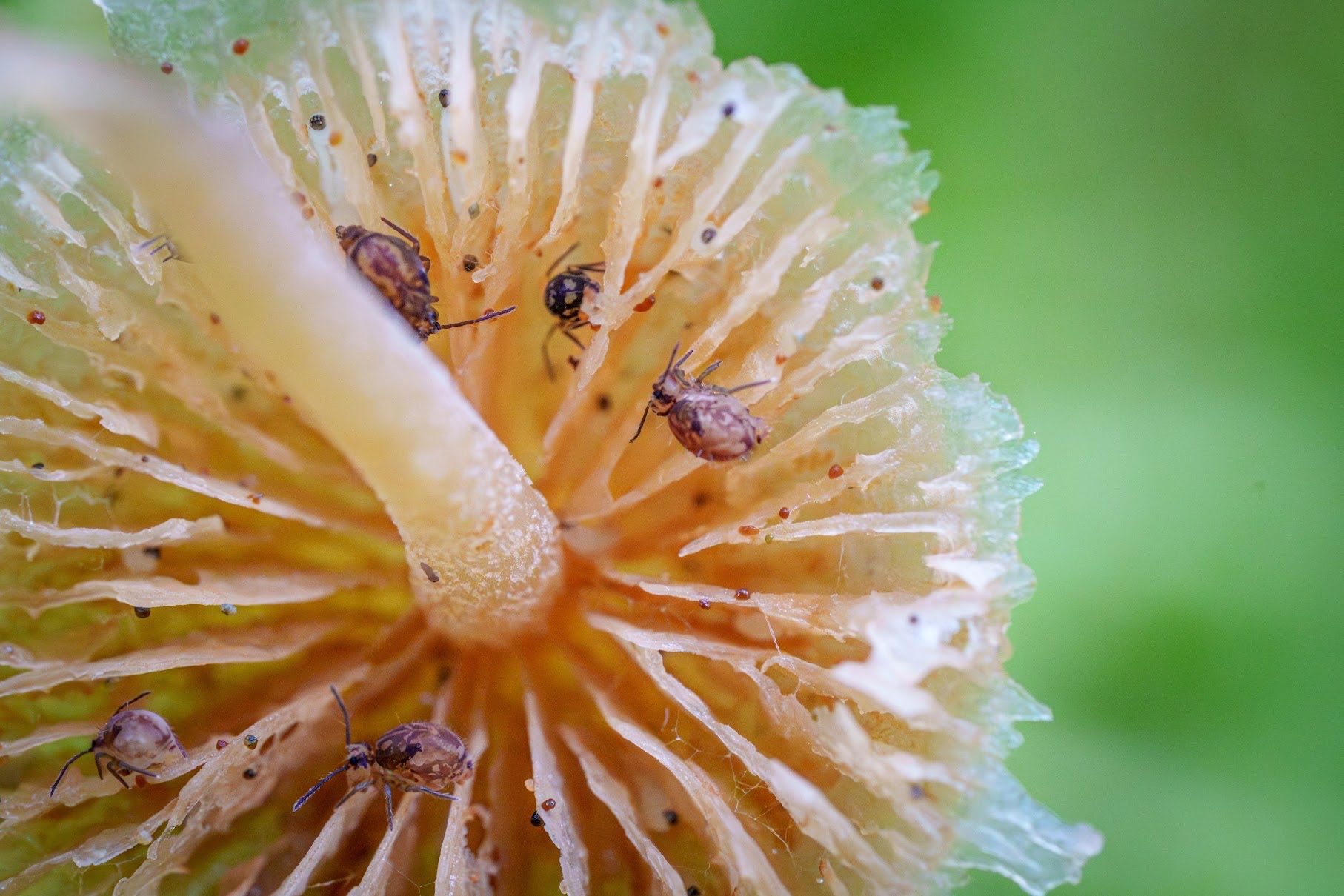Mushroom gills from below with tiny insects inside